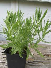 Image result for Lavandula dentata