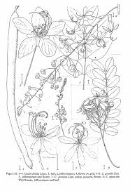 Image result for Cassia agnes