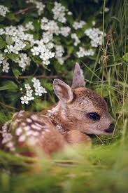 5 out of 5 stars. Newborn Roe Deer Henrik Ryhle On Fstoppers
