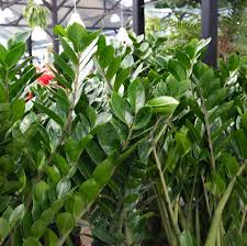 Gemma Di Zanzibar Welcome Plant De Antoni Garden Facebook