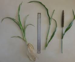 Image result for Cenchrus americanus