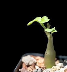 Image result for Dorstenia