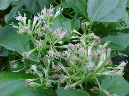 Image result for Mikania