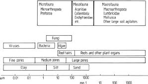 Classification Of Soil Organisms By Size 4 Download