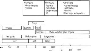 classification of soil organisms by size 4 download