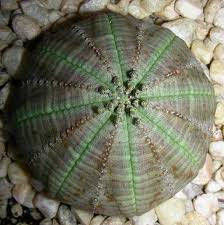 Image result for Euphorbia persistentifolia