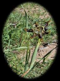 Image result for Ferraria glutinosa