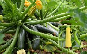 Maybe you would like to learn more about one of these? Zucchini Summer Squash The Farmhouse Gourmet