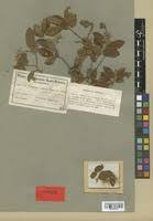 Image result for Grewia microthyrsa