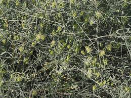 Image result for Maerua juncea