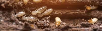 Chemicals used in the trenching will either repel or kill the termites. How To Get Rid Of Termites Updated For 2021