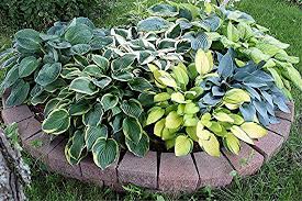 Exista un numar insemnat de plante perene de umbra. Top 10 Plante È™i Flori Care Cresc La UmbrÄƒ In GrÄƒdinÄƒ Sau Pe Balcon Adela Parvu Interior Design Blogger