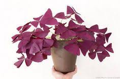 Oxalis Triangularis Ou Pourpre Un Faux Trefle A Cultiver En Pot Oxalis Triangularis Oxalis Pourpre Cultiver