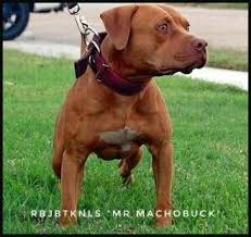 Rbjbtknls Mr Machobuck One Of Three Of The The Tightest Bred Gr Ch Buck Dogs Directly Off Machobuck In The World We Also Own His Lit Con Imagenes Perros Pitbull Leyendas
