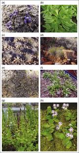 Image result for Eragrostis nindensis