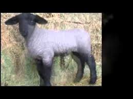 17 Tips On How To Raise A Winning Lamb Raising Farm Animals Sheep Feeders Lamb