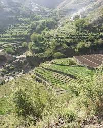 Yemen On Instagram إب ذي السفال وادي العنبي Instagram Instagram Posts Farmland