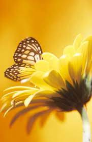 Como Alimentar Mariposas Fotografia De Girasol Mariposas Bonitas Flores Amarillas