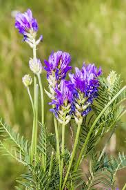 Image result for Crotalaria onobrychis