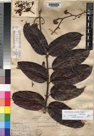 Image result for Ancylobothrys