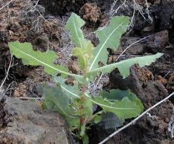 Image result for Lactuca schultzeana