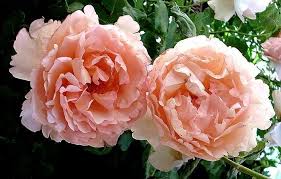 Princesse charlene de monaco is a gorgeous 100+ petal fragrant pink rose. 36 Rose Princesse Charlene De Monaco Ideas Rose Flowers Hybrid Tea Roses