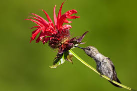 Maybe you would like to learn more about one of these? Examples Of Mutualism Biology Wise