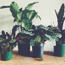 La naturaleza como argumento central. Las Mejores Plantas Para La Buena Suerte Vix