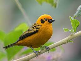 From the peregrine falcon to the common swift, the world's fastest birds soar through the air like the cheetahs of the sky. Golden Tanager Tangara Arthus Birds Of The World