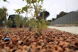 These larger pieces can help vary the thickness of the. Peanuts Are Scattered On The Ground Peanut Shells Are Scattered On The Ground Like Mold Hazelnut Bark Stock Photo Picture And Royalty Free Image Image 134453749