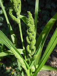 Image result for Poecilostachys oplismenoides