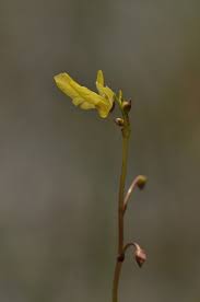Image result for Utricularia  minor