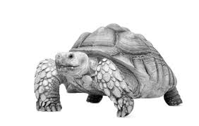 Dandelion is well known to be one of the best single diet items for tortoises. Sulcata Tortoise Background And Care Recommendations Medvet