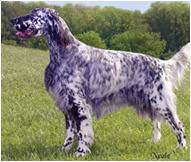 English Setter Dog Breed Facts And Traits Hills Pet