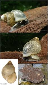 Image result for Behnia reticulata