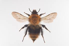 Image result for Bombus pascuorum sparreanus
