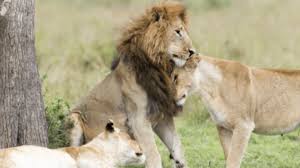 The british & irish lions. How Many Species Of Lions Are There African Overland Tours