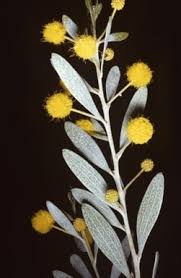 Image result for Dictyophleba