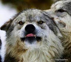 17 Least Majestic Wolves Funny Wolf Wolf Wolf Pictures