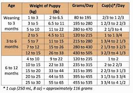 Labrador Puppy Feeding Chart Dogs Breeds And Everything