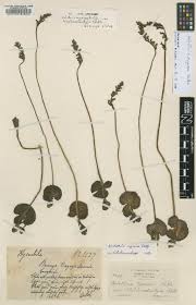 Image result for Eulophia fridericii