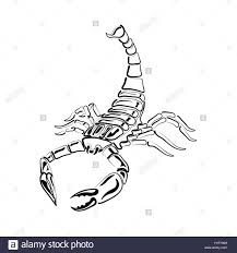 Black And White Scorpion For Tattoos Zodiac Sign Stock Vector Art Illustration Vector Image 121628156 Alamy