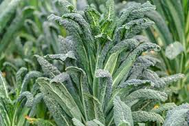 We did not find results for: How To Freeze Kale 2 Quick Ways