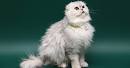 Fluffy Cat Breeds • Purrfect Cat Breeds