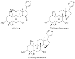 Image result for Triainolepis