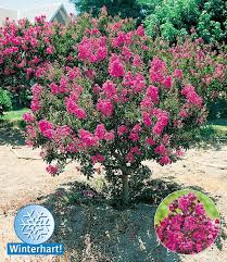 Flieder Des Sudens Top Qualitat Online Kaufen Kreppmyrte Straucher Garten Vorgarten Pflanzen