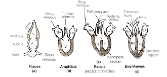 These are the left main coronary artery and the right coronary artery. There Has Been An Increase In The Number Of Chambers In Heart During Evolution Of Vertebrates Give The Names Of The Class Of Vertebrates Having Two Three Or Four Chambered Heart