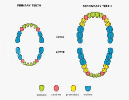 Gigi adalah salah satu bagian tubuh manusia yang paling penting. Macam Macam Jenis Gigi Manusia Fungsi Serta Cara Merawatnya