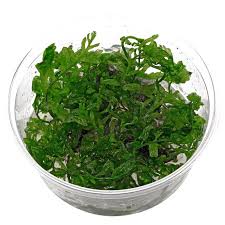 Image result for Bolbitis