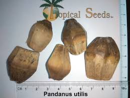 Image result for Pandanus utilis